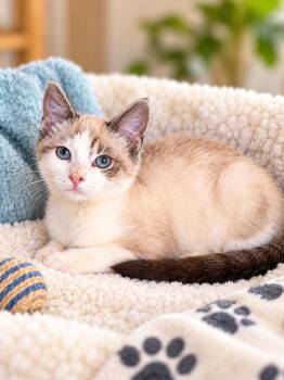 Murphy Napa -  Siamese and Snowshoe Cat for Adoption in Napa, California - Murphy Napa | PetCurious