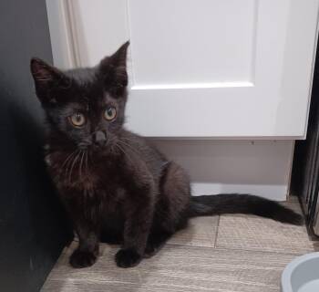 Domestic Short Hair Cats Available for Adoption in Zephyrhills, Florida - Ajina (1347) | PetCurious