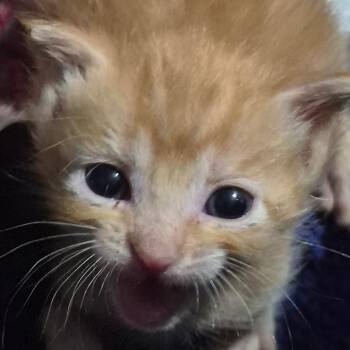 Garfield -  Domestic Short Hair Cat for Adoption in Grantsville, Utah - Garfield | PetCurious