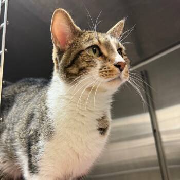 Rescue Domestic Short Hair Cats for Adoption in Naperville, Illinois - Kristopher | PetCurious