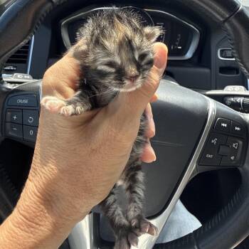 Molliwog -  Domestic Medium Hair and Domestic Short Hair Cat for Adoption in Austin, Texas - Molliwog | PetCurious