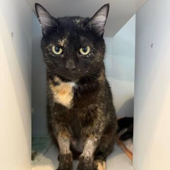 Domestic Short Hair Cats Available for Adoption in Louisville, Kentucky - Quinoa | PetCurious
