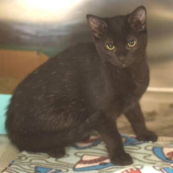 Sully -  Domestic Short Hair Cat for Adoption in Belleville, Illinois - Sully | PetCurious