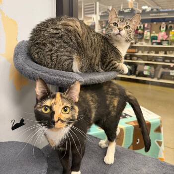 Jada (tabby) & Appa (calico) - BONDED PAIR -  Domestic Short Hair Cat for Adoption in Maple Shade, New Jersey - Jada (tabby) & Appa (calico) - BONDED PAIR | PetCurious