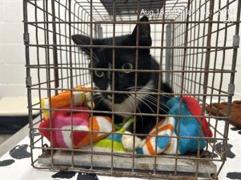 CHRISTMAS -  Domestic Short Hair Cat for Adoption in Ocala, Florida - CHRISTMAS | PetCurious