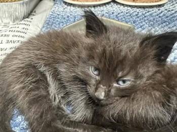 Birch - Red -  Domestic Short Hair Cat for Adoption in Chamblee, Georgia - Birch - Red | PetCurious