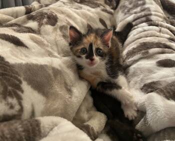 Rescue Domestic Short Hair Cats for Adoption in Bellevue, Nebraska - Diane | PetCurious