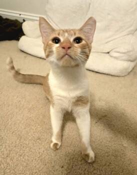 Rescue Domestic Short Hair Cats for Adoption in Cary, North Carolina - Otter | PetCurious