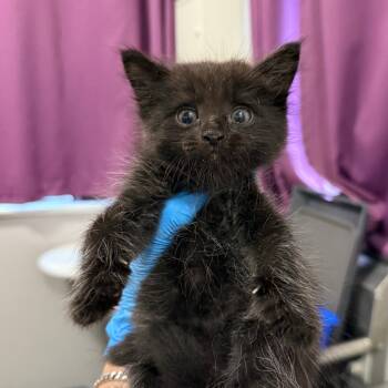 Rescue Domestic Short Hair Cats for Adoption in Los Angeles, California - Komodo | PetCurious