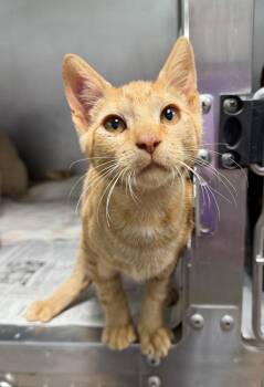 Saucony -  Domestic Short Hair Cat for Adoption in Cincinnati, Ohio - Saucony | PetCurious