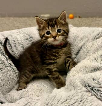 Domestic Short Hair Cats Available for Adoption in Urbandale, Iowa - Nino | PetCurious