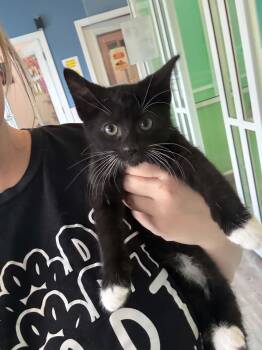 American Shorthair Cats Available for Adoption in Barboursville, West Virginia - Stu Pickles | PetCurious