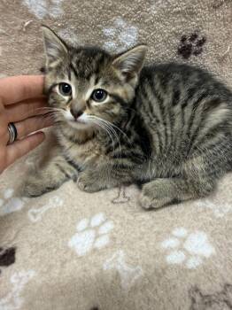 Tabby Cats Available for Adoption in Jackson, Michigan - Latte | PetCurious