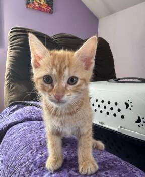 Carmella -  American Shorthair Cat Available for Adoption in Hagaman, New York - Carmella | PetCurious