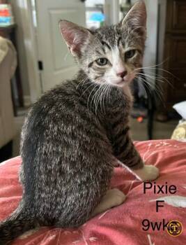 Pixie -  Domestic Short Hair Cat for Adoption in Darien, Georgia - Pixie | PetCurious