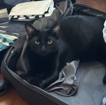 Rescue Domestic Short Hair Cats for Adoption in San Jose, California - Bean | PetCurious