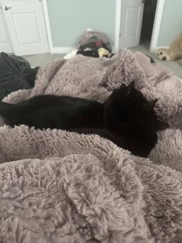 Apple (& Pie) BONDED -  Domestic Short Hair Cat Available for Adoption in Herndon, Virginia - Apple (& Pie) BONDED | PetCurious