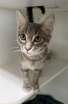 Gus ~ Available at PetSmart Warsaw, IN! -  Domestic Short Hair Cat for Adoption in Rochester, Indiana - Gus ~ Available At PetSmart Warsaw, IN! | PetCurious
