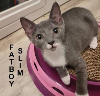 Fatboy Slim Stec. (sweet brother to Kitty Smalls and Hissy Ellio -  Domestic Short Hair Cat for Adoption in Stowe, Pennsylvania - Fatboy Slim Stec. (sweet Brother To Kitty Smalls And Hissy Ellio | PetCurious