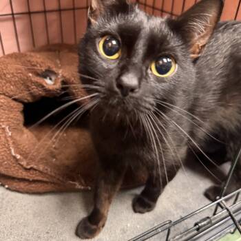 Lucerne -  Domestic Short Hair Cat Available for Adoption in Mokena, Illinois - Lucerne | PetCurious