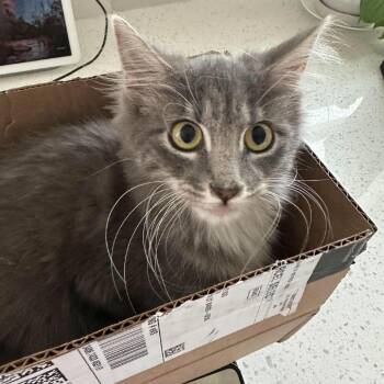Rue Meigs -  Domestic Long Hair Cat for Adoption in Eagle Mountain, Utah - Rue Meigs | PetCurious