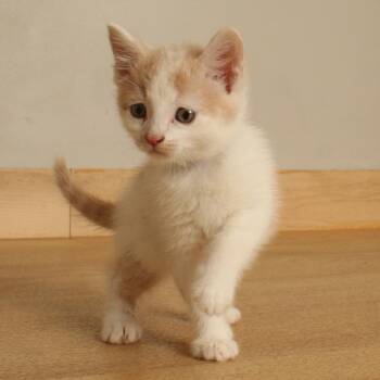 Aster C71569 -  Domestic Short Hair Cat for Adoption in Minnetonka, Minnesota - Aster C71569 | PetCurious