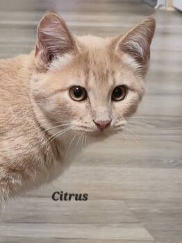Rescue Domestic Short Hair Cats for Adoption in Cedar Rapids, Iowa - Citrus | PetCurious