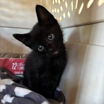 Valentino -  Domestic Short Hair Cat for Adoption in Columbia, Missouri - Valentino | PetCurious