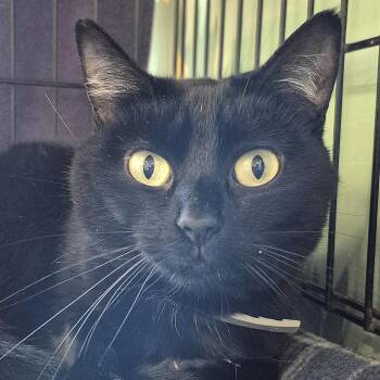 Binx -  Domestic Short Hair Cat for Adoption in Tioga, Pennsylvania - Binx | PetCurious