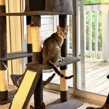 Popcorn -  Domestic Short Hair Cat for Adoption in Helena, Alabama - Popcorn | PetCurious
