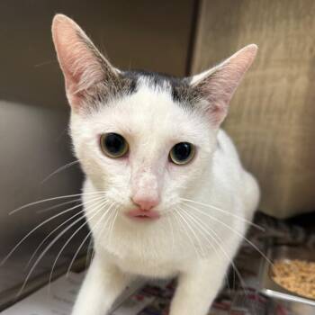 Mr. Runt -  Domestic Short Hair Cat for Adoption in Winston-salem, North Carolina - Mr. Runt | PetCurious