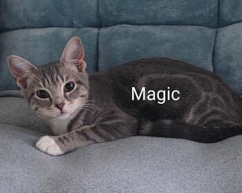 Magic -  Domestic Short Hair Cat for Adoption in Pawleys Island, South Carolina - Magic | PetCurious