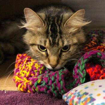 Lola -  Domestic Medium Hair Cat for Adoption in Des Moines, Iowa - Lola | PetCurious