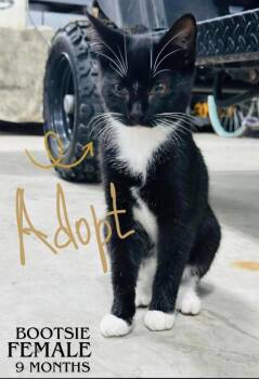 Bootsie -  American Shorthair Cat for Adoption in Fort Payne, Alabama - Bootsie | PetCurious