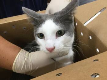 A1922219 -  Domestic Short Hair Cat for Adoption in Thousand Palms, California - A1922219 | PetCurious