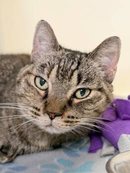 Ivy -  Domestic Short Hair Cat for Adoption in Menomonie, Wisconsin - Ivy | PetCurious