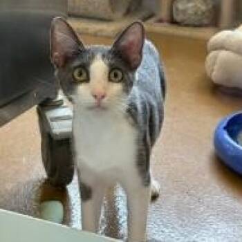 Benny -  Domestic Short Hair Cat for Adoption in Murphy, Texas - Benny | PetCurious