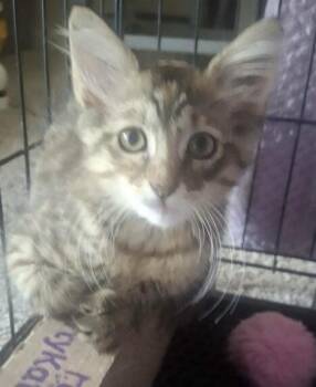 Jelly Bean 0240 -  Domestic Long Hair Cat Available for Adoption in Dallas, Texas - Jelly Bean 0240 | PetCurious