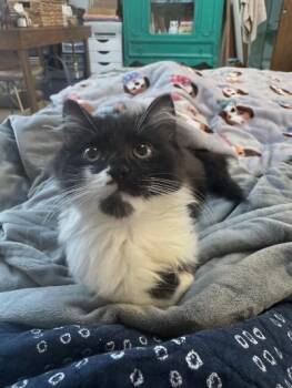 Greta -  Domestic Long Hair Cat for Adoption in Mokena, Illinois - Greta | PetCurious