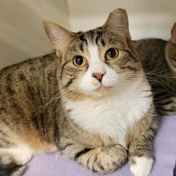 Rescue Domestic Short Hair Cats for Adoption in Columbia, Missouri - Murphy (& Louie) | PetCurious