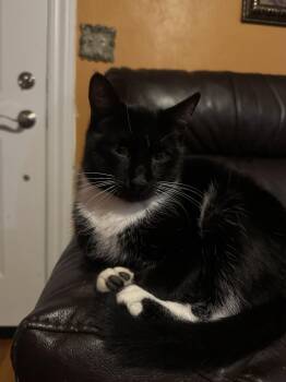 Rescue Domestic Short Hair Cats for Adoption in Fort Worth, Texas - Socks | PetCurious