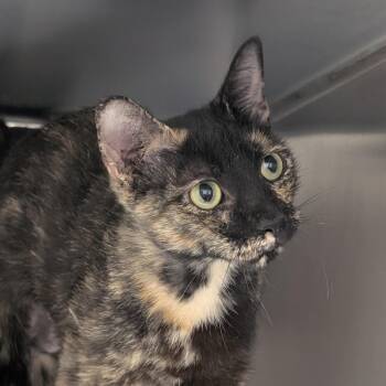 Amber -  Domestic Short Hair Cat for Adoption in St. Augustine, Florida - Amber | PetCurious