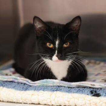 Rescue Domestic Short Hair Cats for Adoption in Goleta, California - Cookie | PetCurious