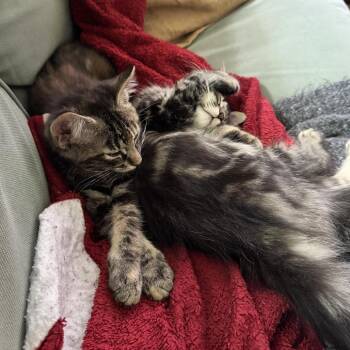 Mewfield -  Domestic Medium Hair Cat for Adoption in Danbury, Connecticut - Mewfield | PetCurious