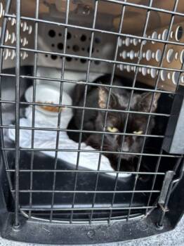 Rescue American Shorthair and Domestic Short Hair Cats for Adoption in West Chester, Pennsylvania - Inky | PetCurious