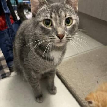 Millicent (w/ Marjorie) -  Domestic Short Hair Cat for Adoption - Millicent (w/ Marjorie) | PetCurious