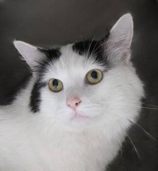 MOO -  Domestic Long Hair Cat for Adoption in Pasadena, California - MOO | PetCurious
