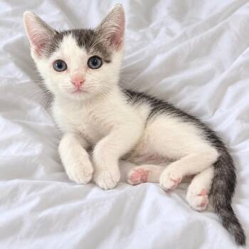 Ollie -  American Shorthair Cat for Adoption in Tucson, Arizona - Ollie | PetCurious