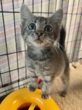 Michelle -  Domestic Short Hair Cat for Adoption in Oradell, New Jersey - Michelle | PetCurious