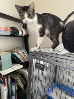 Baby Mama -  Domestic Short Hair Cat for Adoption in Orlando, Florida - Baby Mama | PetCurious